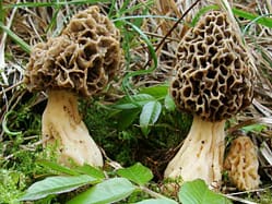 Morchella rotunda