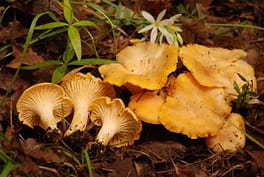 Cantharellus cibarius