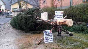 Un albero come l’Italia, abbattuto