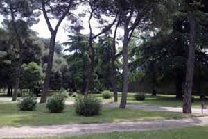 Pini in piazza d’Armi