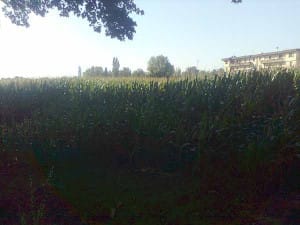 Campi di mais nei pressi dell’inceneritore di via Tobagi