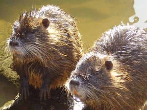 Nutrie, povere vittime della stupidaggine umana: prima ce le hanno portate, poi le ammazzano