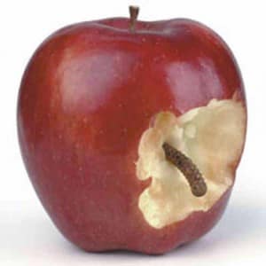 Frutta doc (con verme di garanzia)...