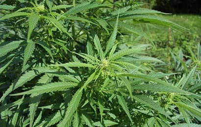 BETTI, BILLERO E SFORZI PRESENTANO UN ORDINE DEL GIORNO SULLA CANNABIS BETTI, BILLERO E SFORZI PRESENTANO UN ORDINE DEL GIORNO SULLA CANNABIS