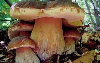 PROSSIMA APERTURA DELLO SPORTELLO MICOLOGICO PER I COMUNI DEL PISTOIESE PROSSIMA APERTURA DELLO SPORTELLO MICOLOGICO PER I COMUNI DEL PISTOIESE