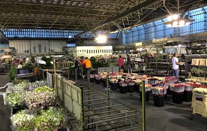 MERCATO FIORI IN SALUTE. CIA: PRODOTTO TOSCANO GIÀ TUTTO VENDUTO MERCATO FIORI IN SALUTE. CIA: PRODOTTO TOSCANO GIÀ TUTTO VENDUTO