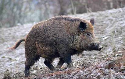 LA TOSCANA NOMINA UN COMMISSARIO STRAORDINARIO PER LA PESTE SUINA AFRICANA LA TOSCANA NOMINA UN COMMISSARIO STRAORDINARIO PER LA PESTE SUINA AFRICANA