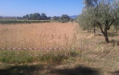 montemurlo. LA FESTA DEL GRANO SI APRE CON LA MIETITURA CON LA FALCE A MANO montemurlo. LA FESTA DEL GRANO SI APRE CON LA MIETITURA CON LA FALCE A MANO