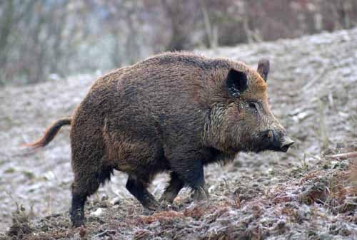 LA TOSCANA NOMINA UN COMMISSARIO STRAORDINARIO PER LA PESTE SUINA AFRICANA LA TOSCANA NOMINA UN COMMISSARIO STRAORDINARIO PER LA PESTE SUINA AFRICANA