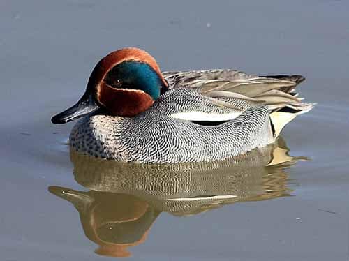 MONITORAGGIO DEI CHIROTTERI, DELL’AVIFAUNA NIDIFICANTE E SVERNANTE E DEL LUPO NEL TERRITORIO DI PISTOIA MONITORAGGIO DEI CHIROTTERI, DELL’AVIFAUNA NIDIFICANTE E SVERNANTE E DEL LUPO NEL TERRITORIO DI PISTOIA