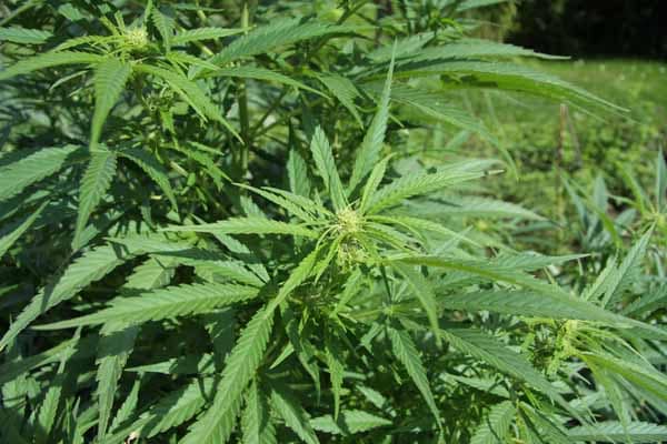 BETTI, BILLERO E SFORZI PRESENTANO UN ORDINE DEL GIORNO SULLA CANNABIS