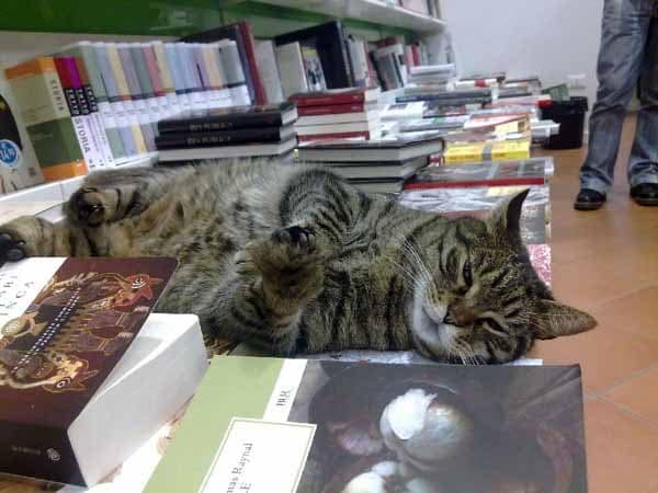 ONORE AI GATTI ALLA BIBLIOTECA SAN GIORGIO ONORE AI GATTI ALLA BIBLIOTECA SAN GIORGIO